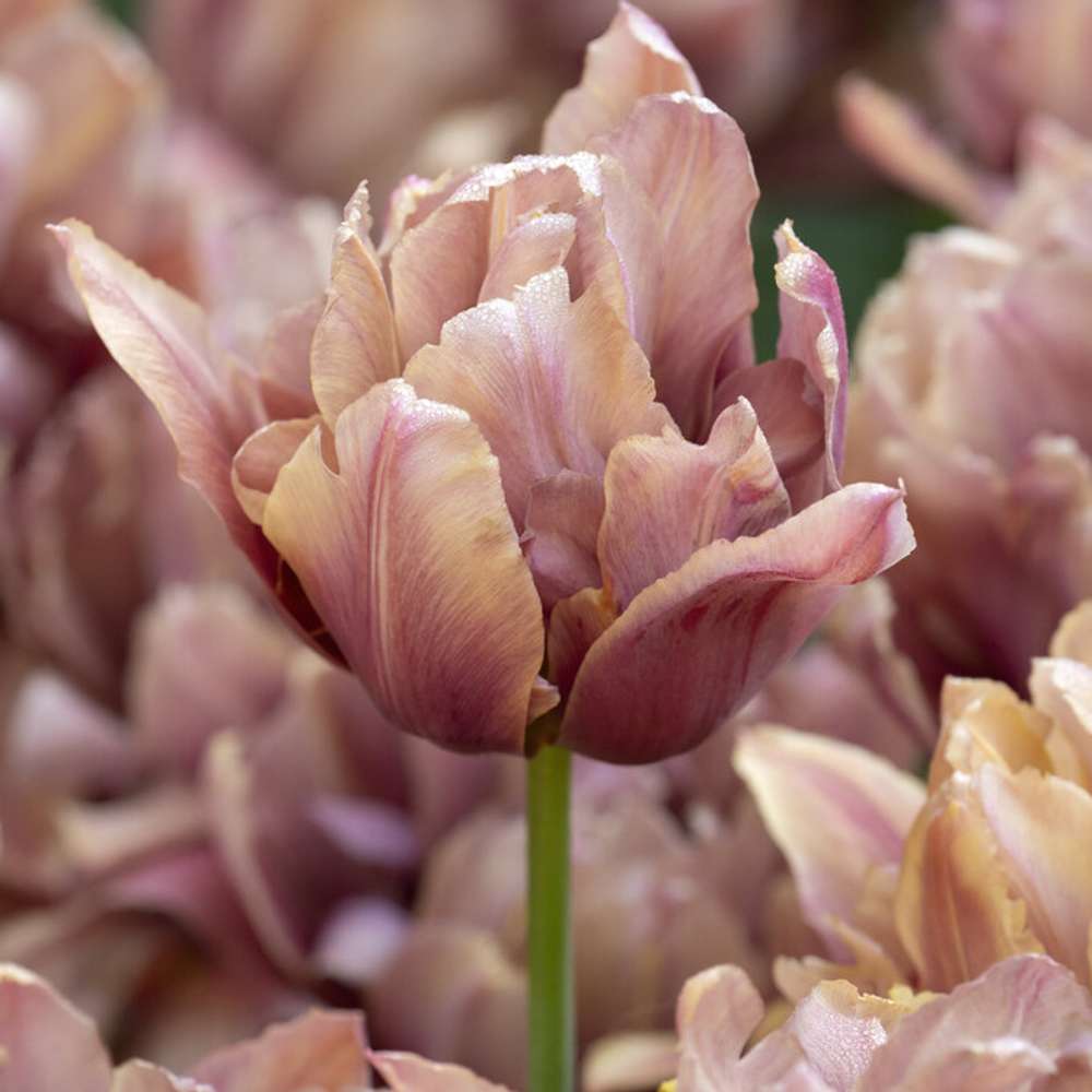 Tulpan 'Callahan'